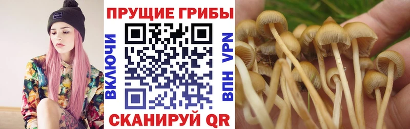 Купить закладки  Дюртюли  Псилоцибиновые грибы Cubensis 